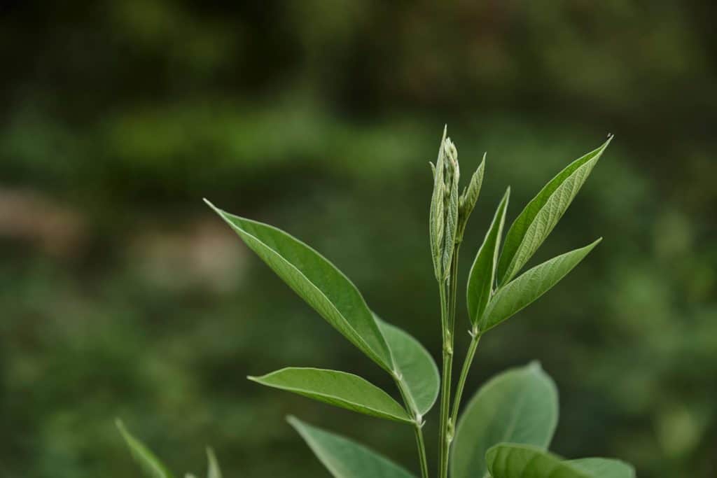 Close-up of a young plant leaf, symbolizing growth and the new advisory council at Trees for the Future.