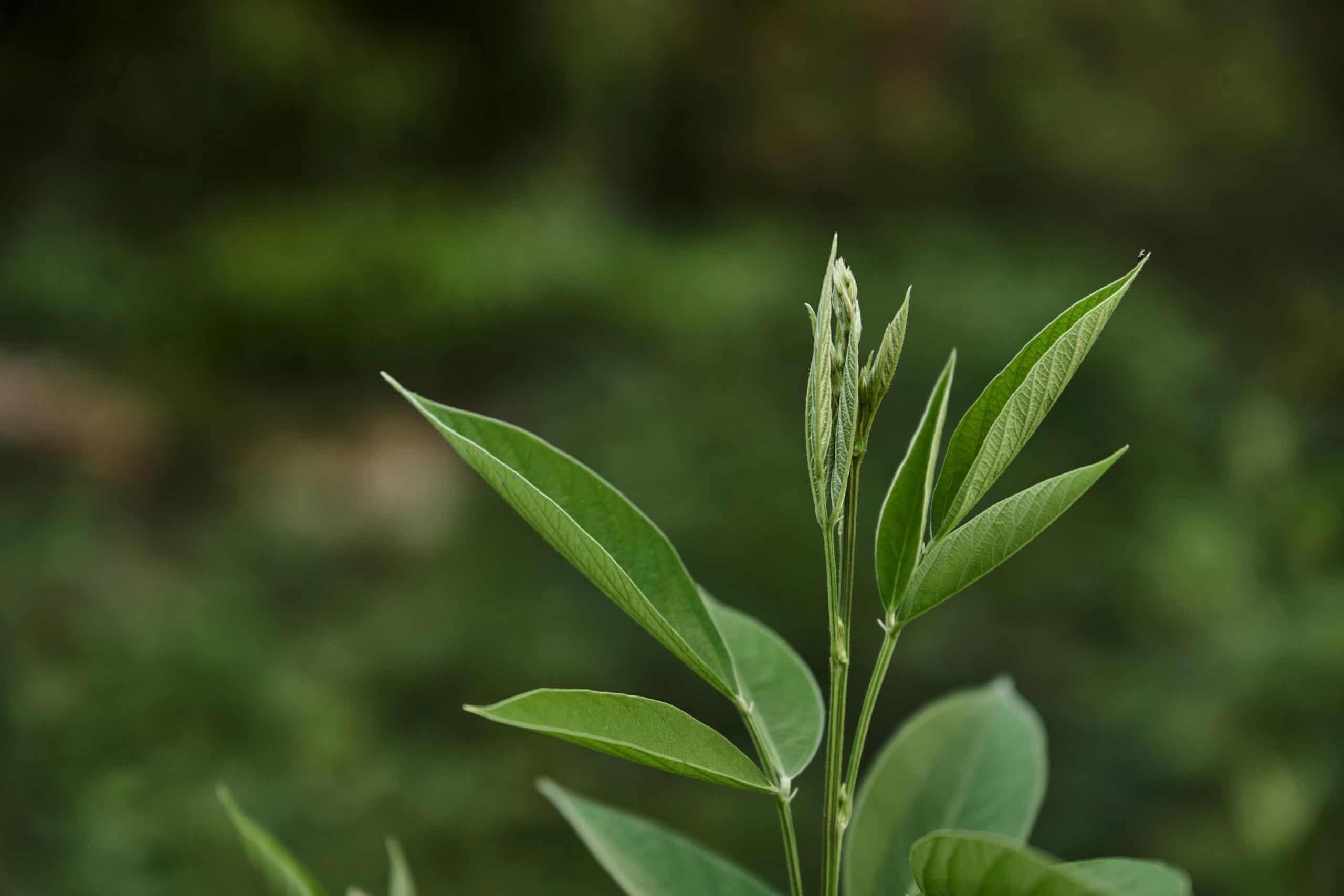 Close-up of a young plant leaf, symbolizing growth and the new advisory council at Trees for the Future.