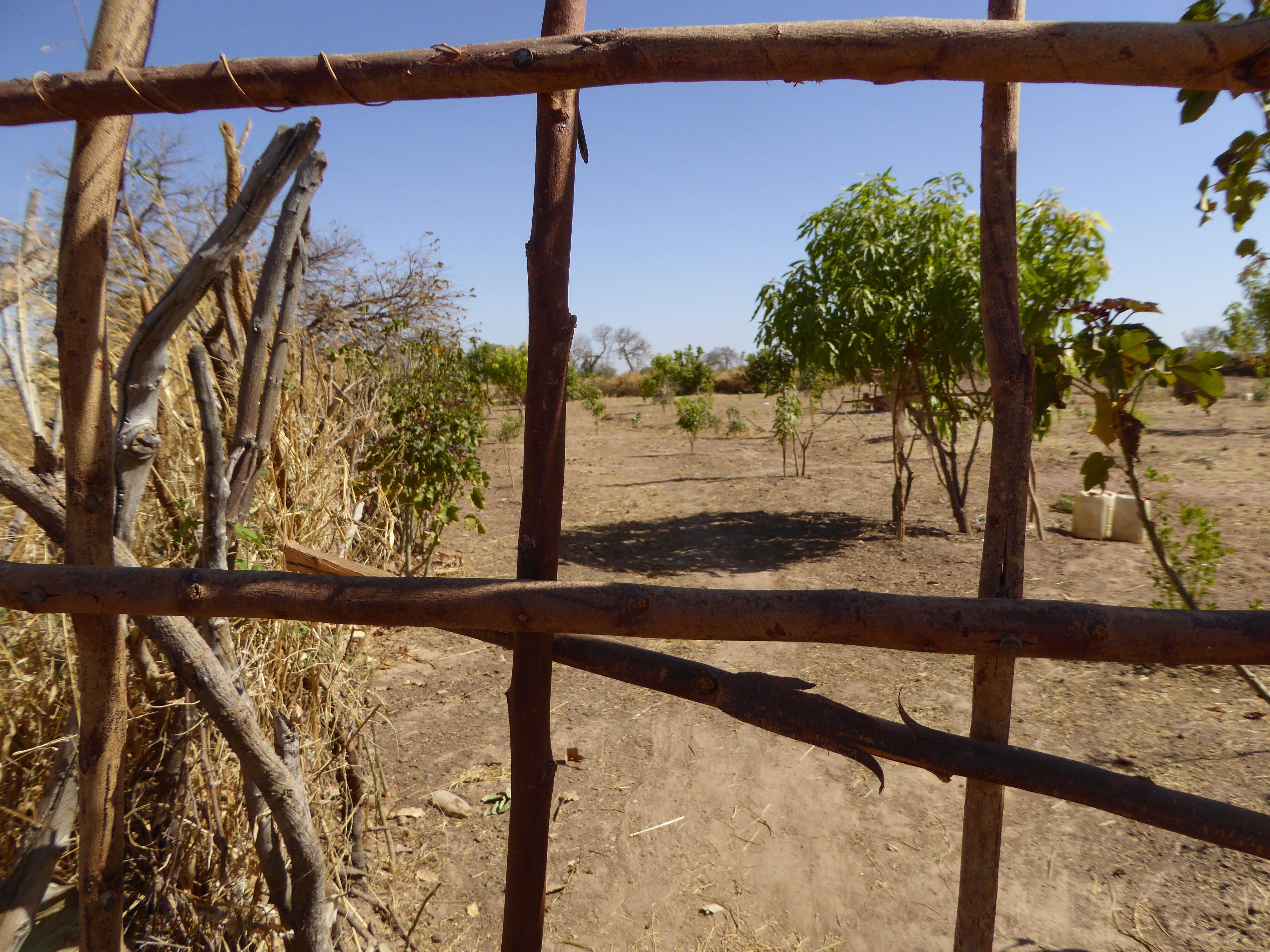 A view of Ndeye's field