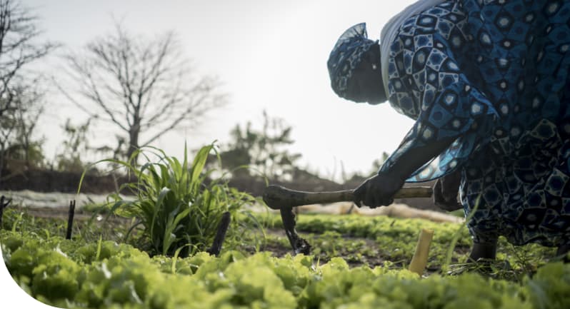 A woman working in a field - Trees for the Future