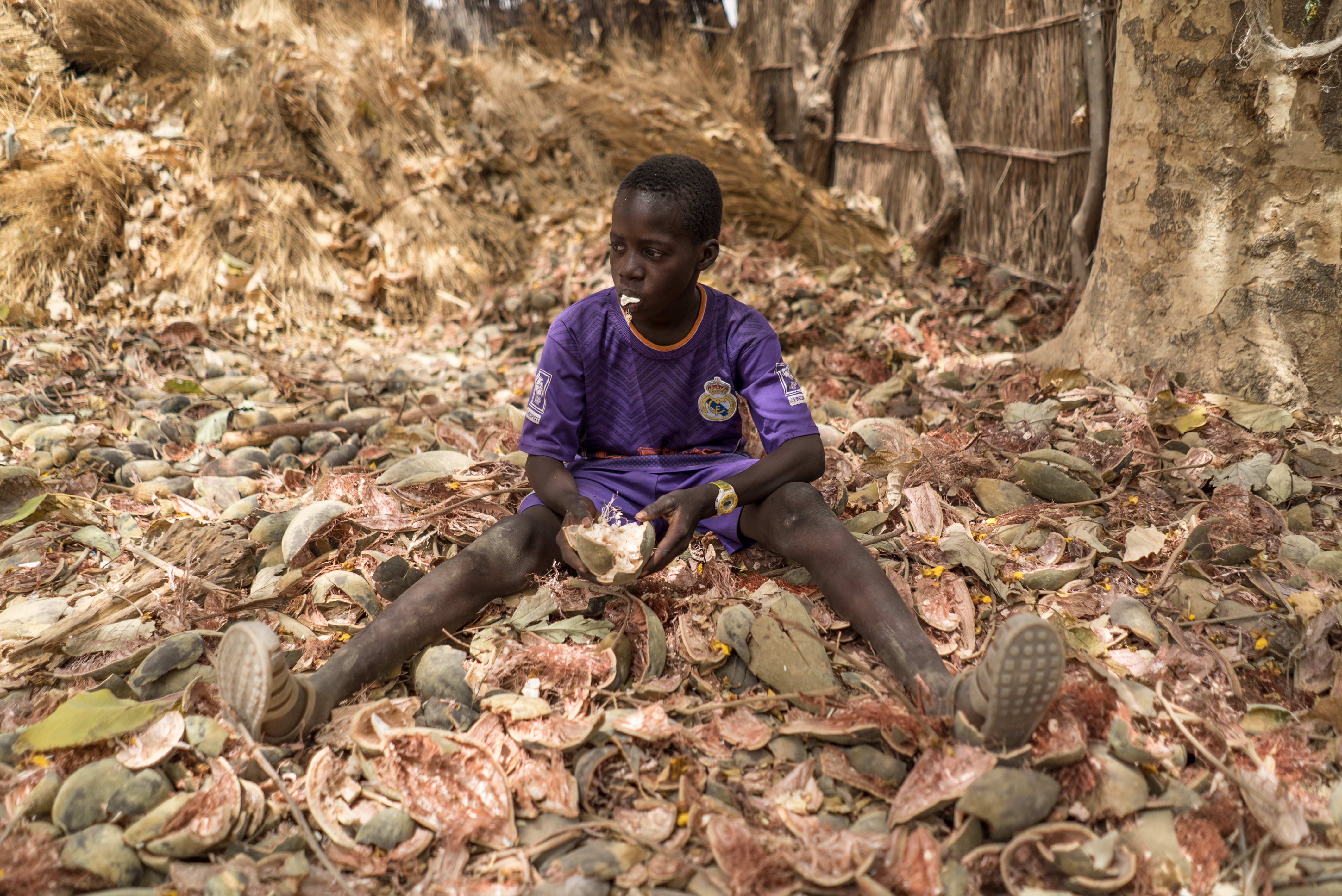 A child eating baobab tree's fruit