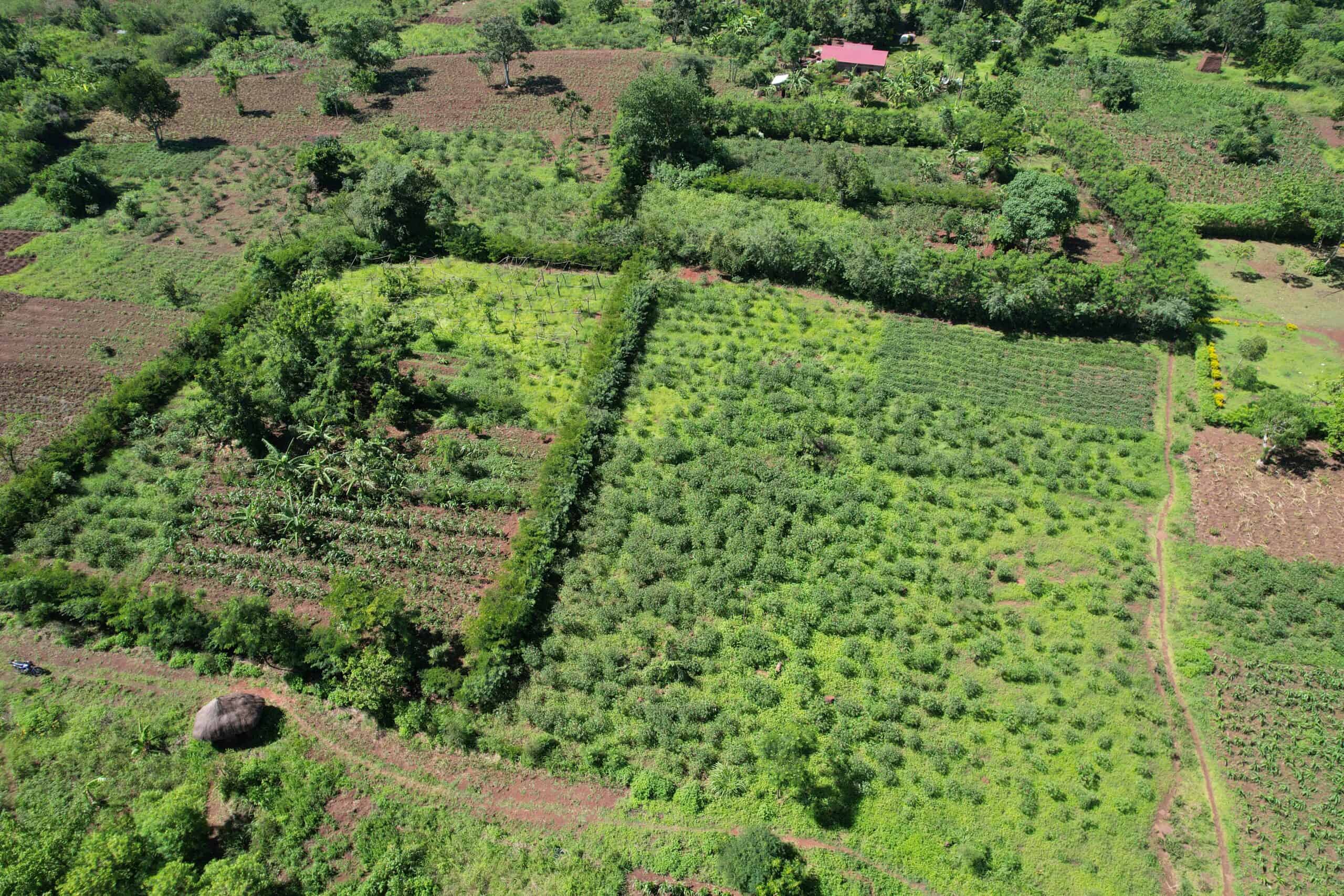 Forest Gardens in Busia, Uganda.