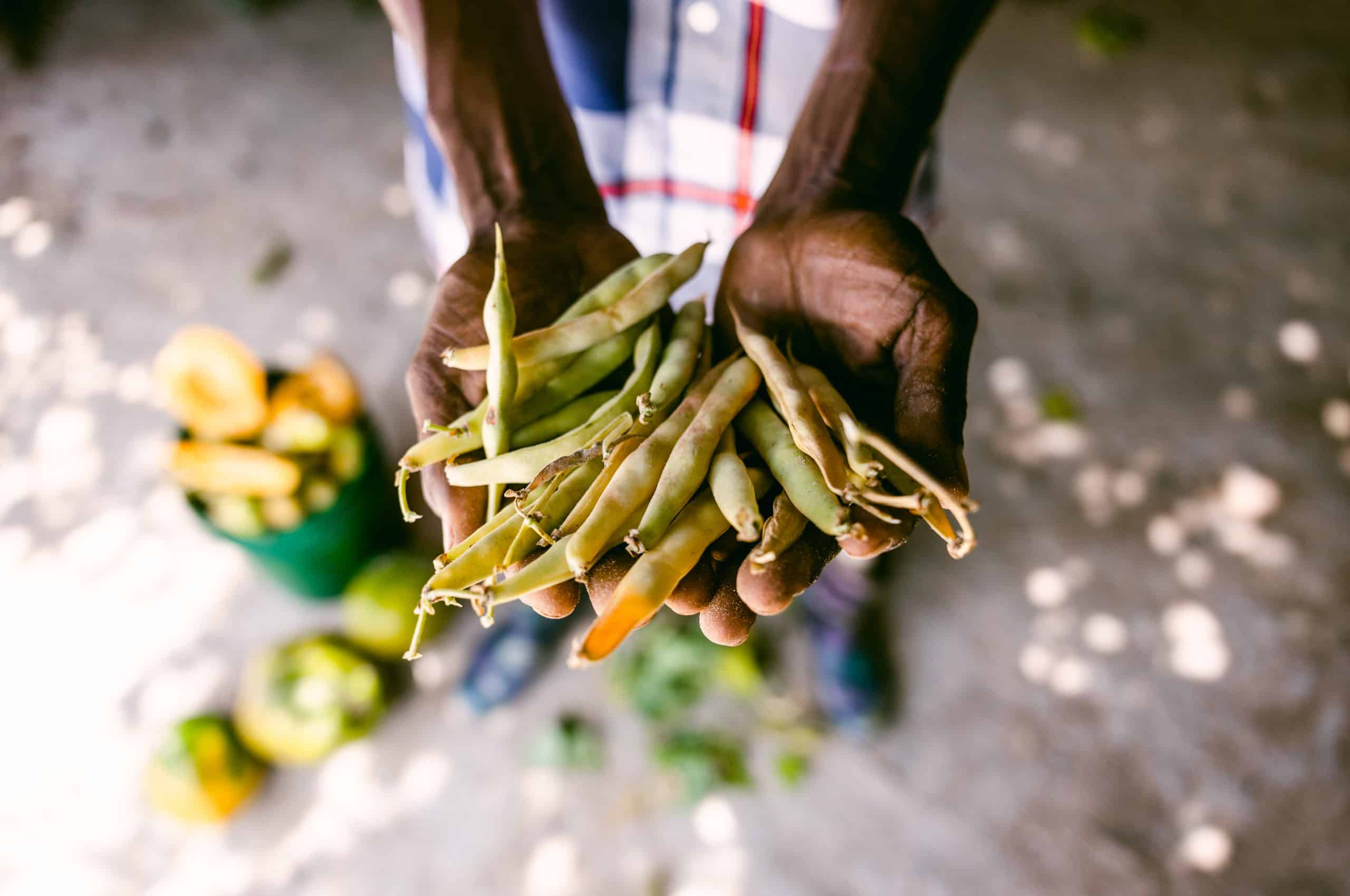 What's growing: Farmer holding freshly harvested green beans.