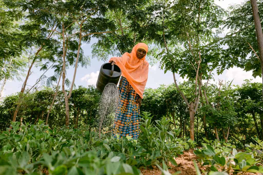 Woman watering plants in a lush, green agricultural field.