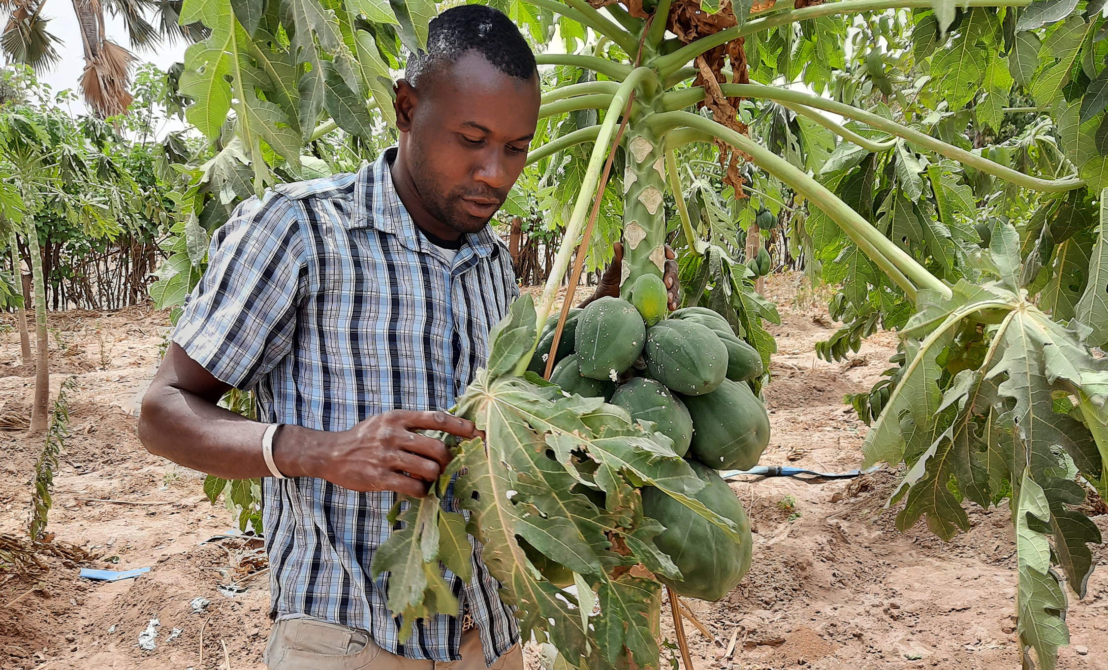 Falaye Keita tends to fruit trees in his Forest Garden in Mali.