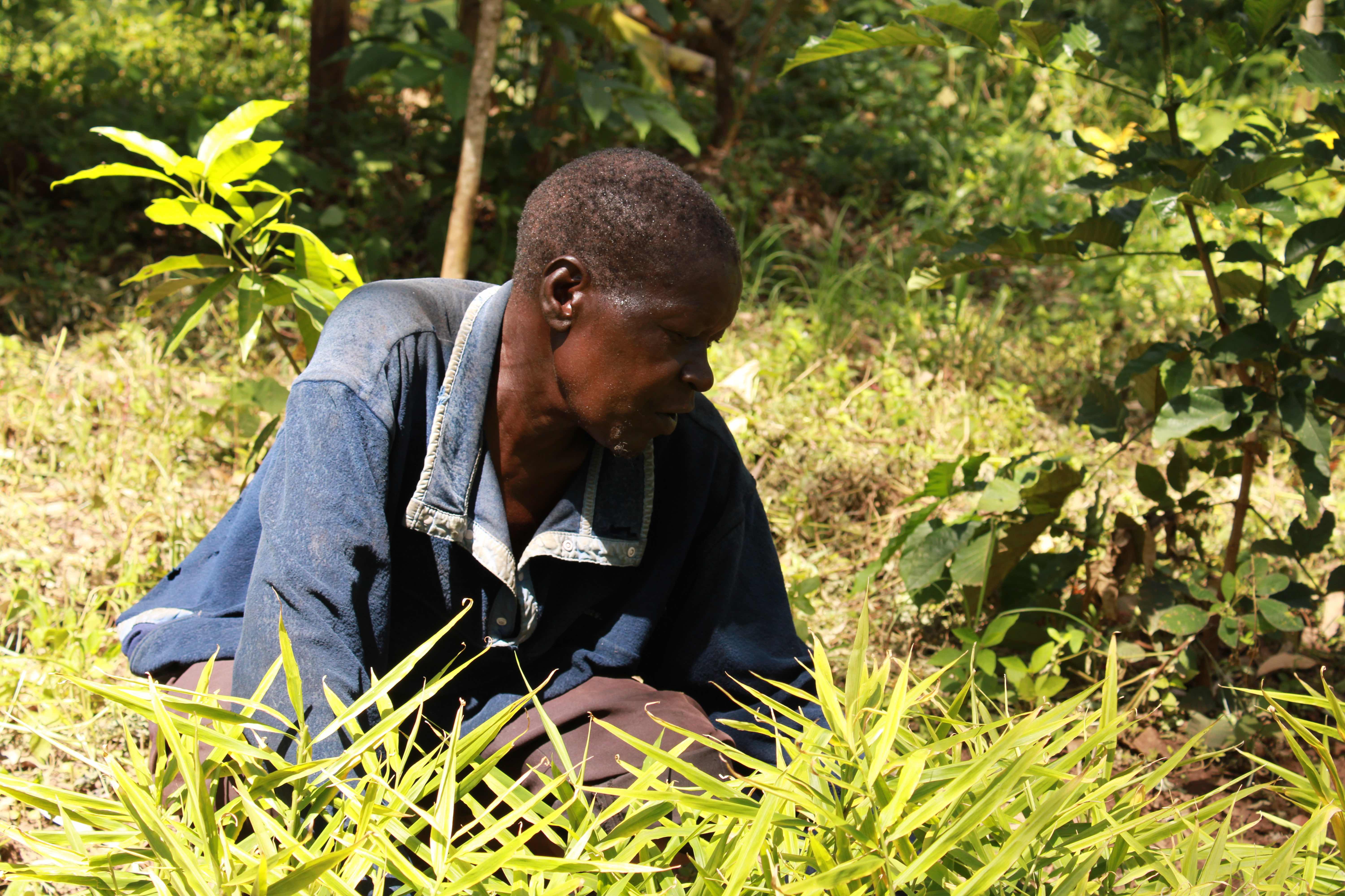 Francis Adupa, age 66, successfully transforming his land through Agroforestry with support from Trees for the Future.