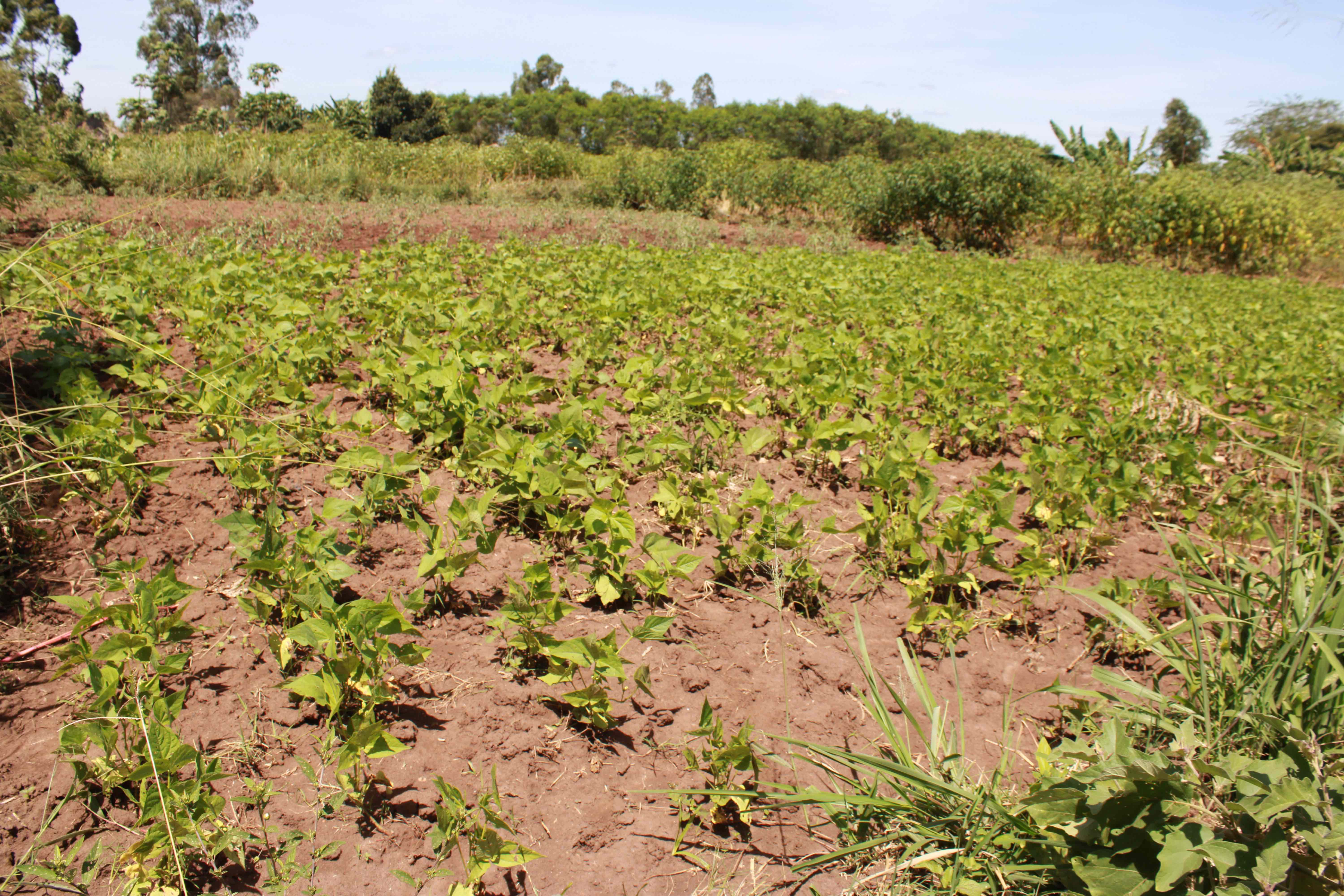 Beans growing in one section of Francis' Forest Garden, showcasing sustainable farming practices.