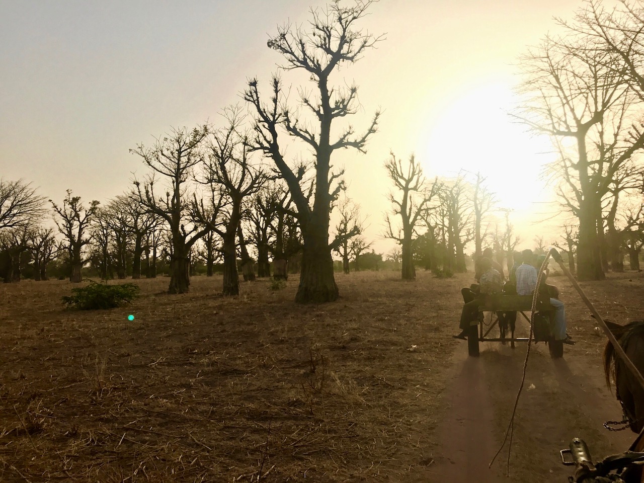 Farmers on their donkey carts in a baobab tree forest