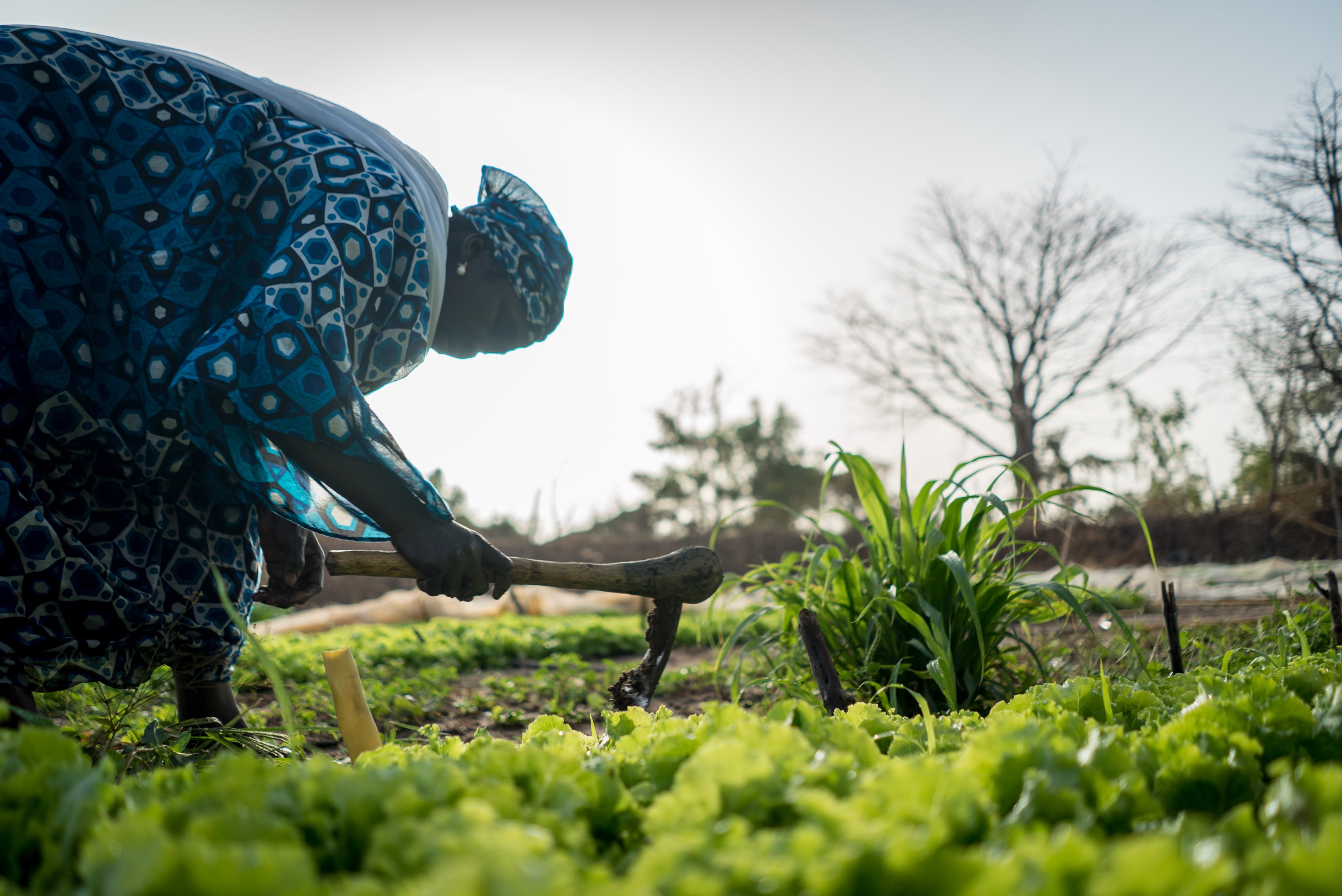 A woman working in a field