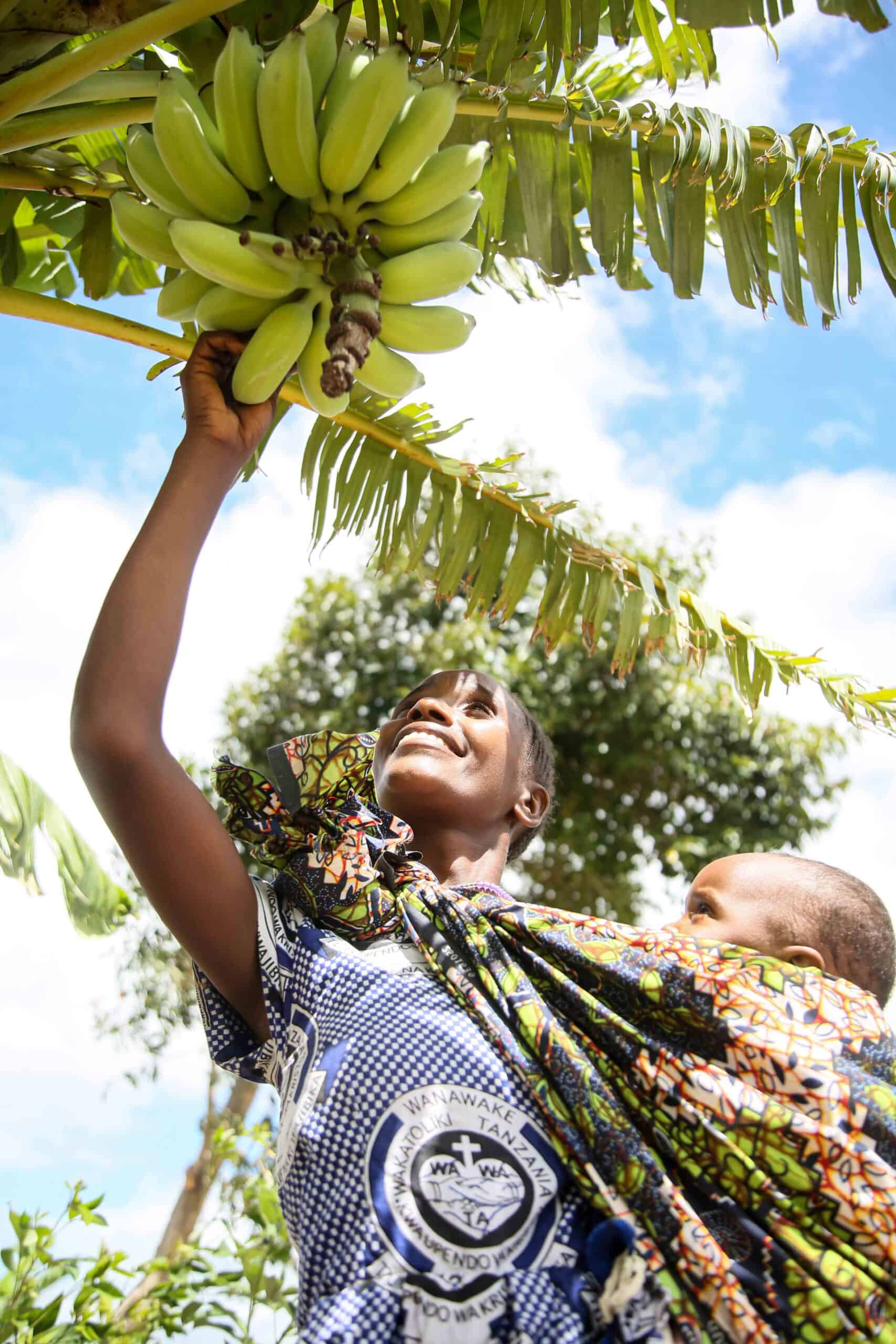 Farmer Carolina harvesting bananas - Trees for the Future