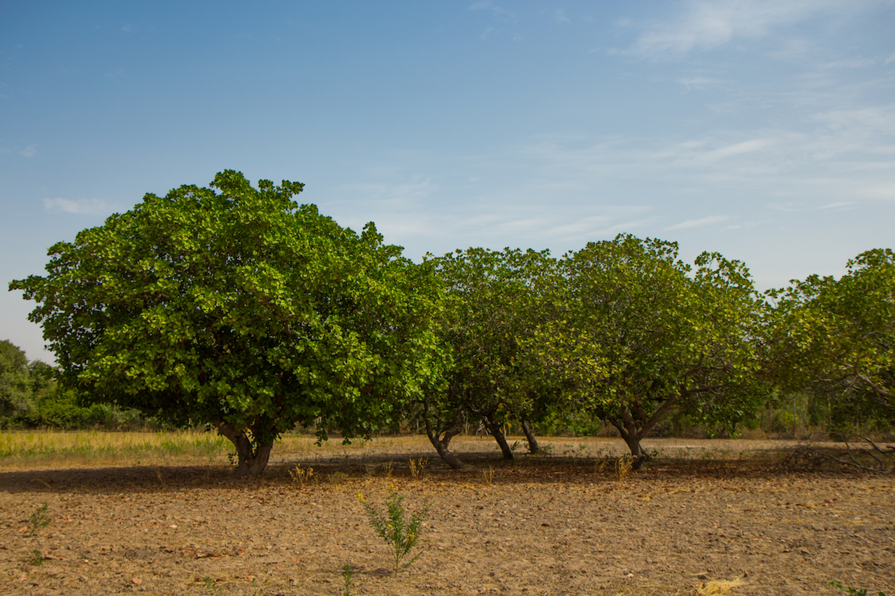 Cashews apple trees