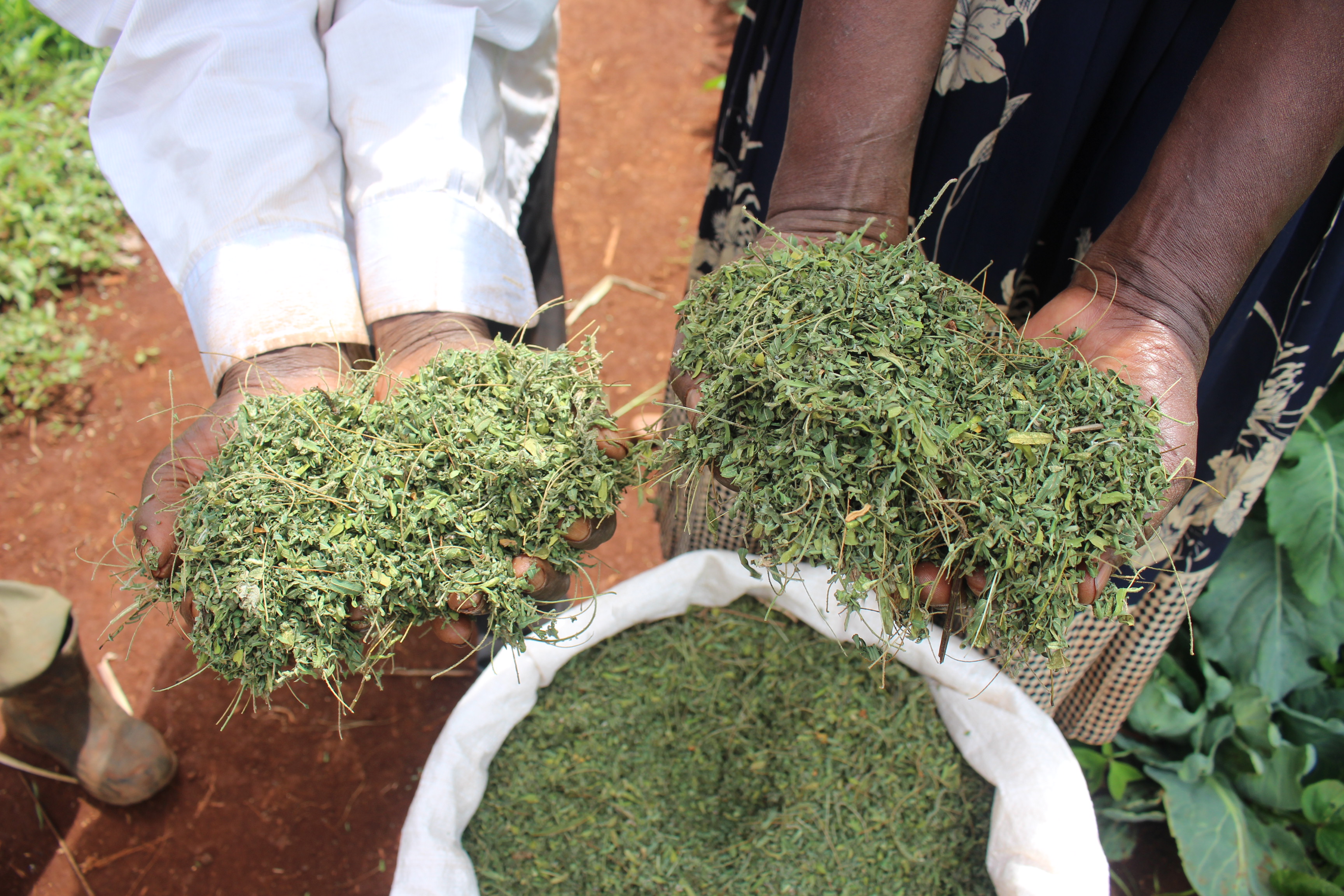 Our farmers with the dried leaves from their fodder trees