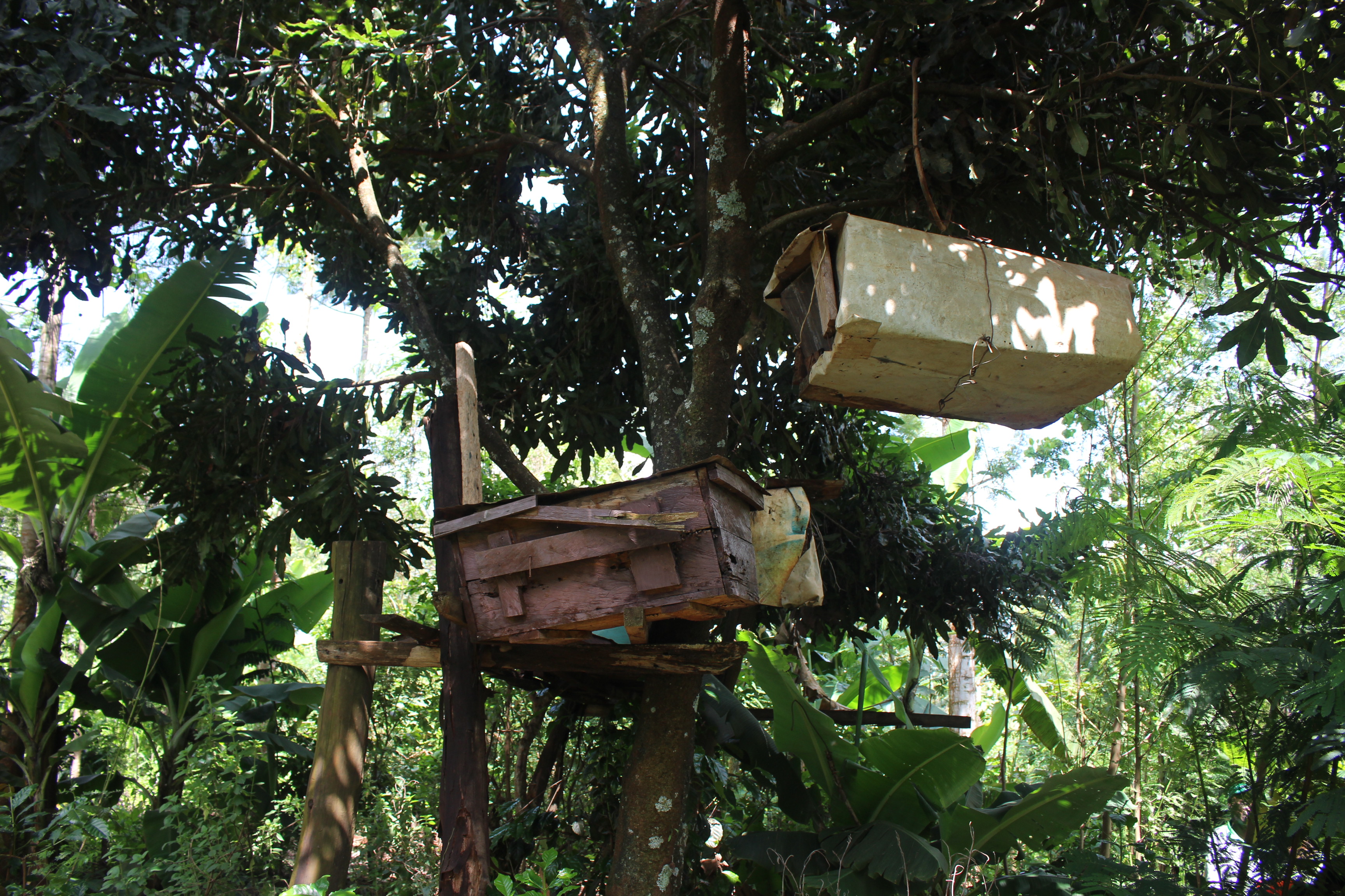 Beehives hanging in a Forest Garden.