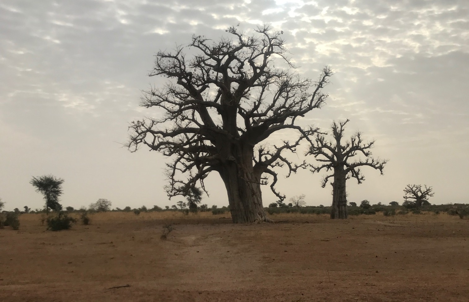 A giant baobab tree
