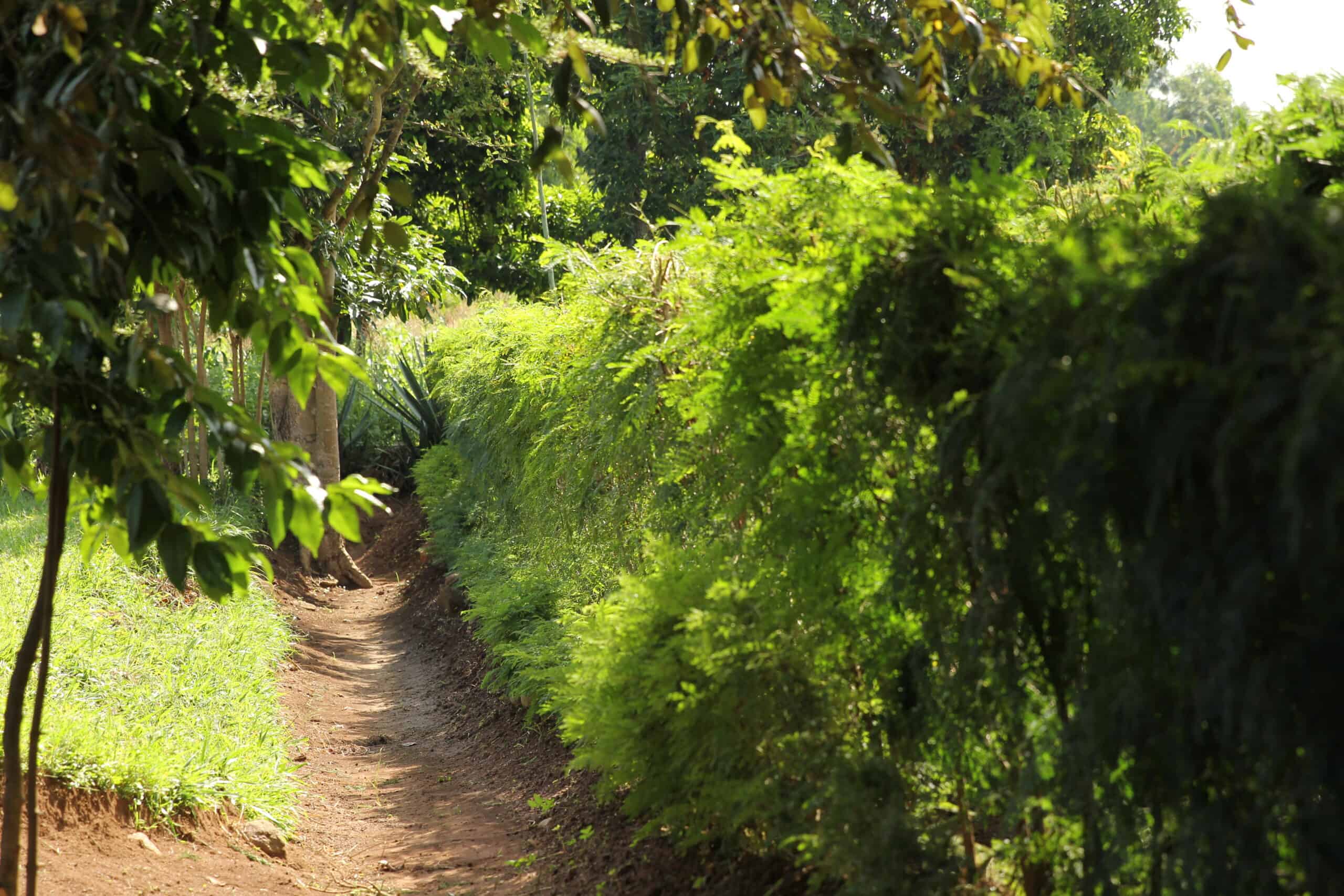 Pathway through lush Kenyan trees
