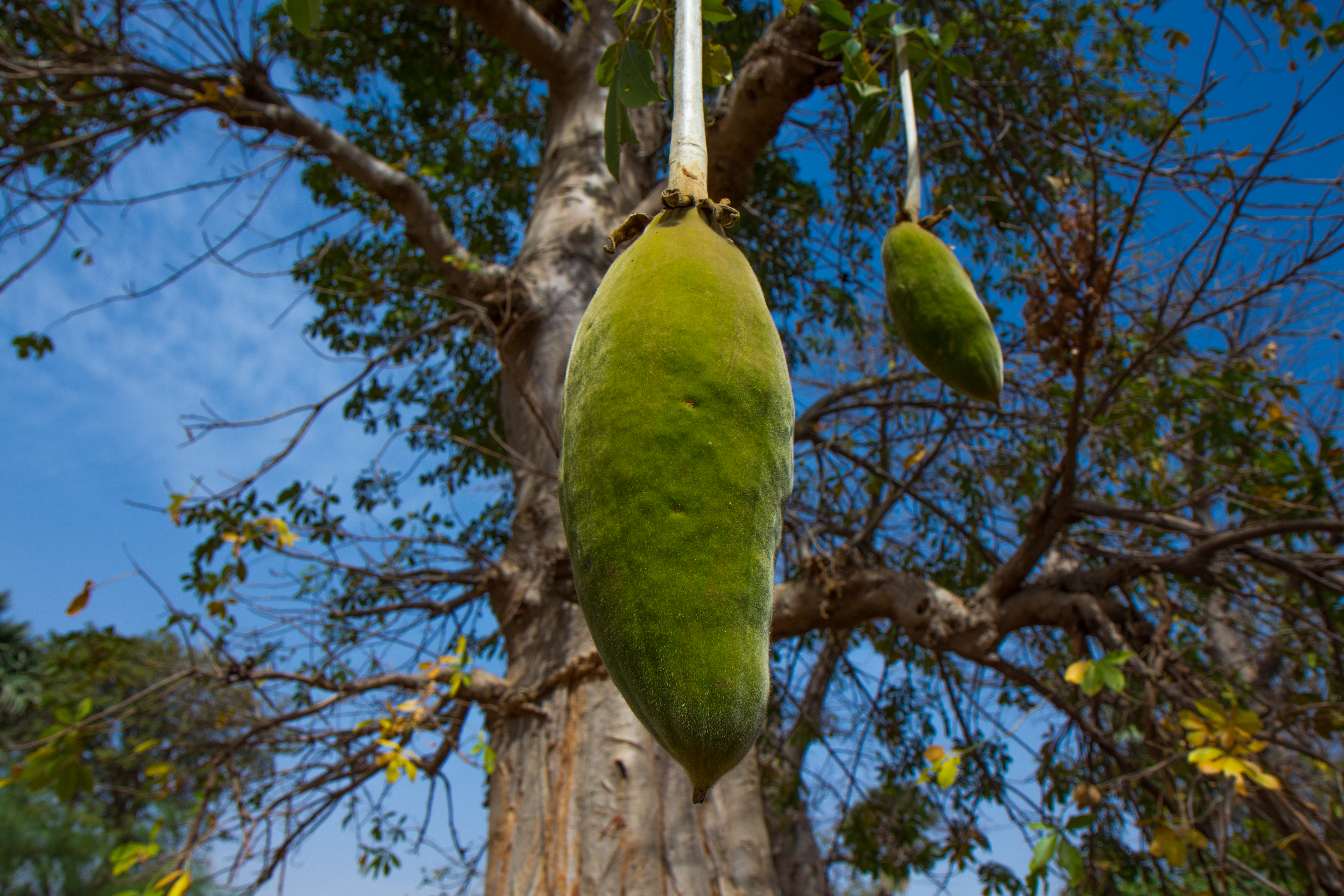 baobab tree and fruit