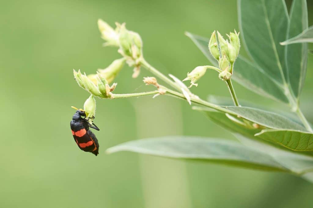 A close-up of a vibrant red-and-black insect pollinating a plant.