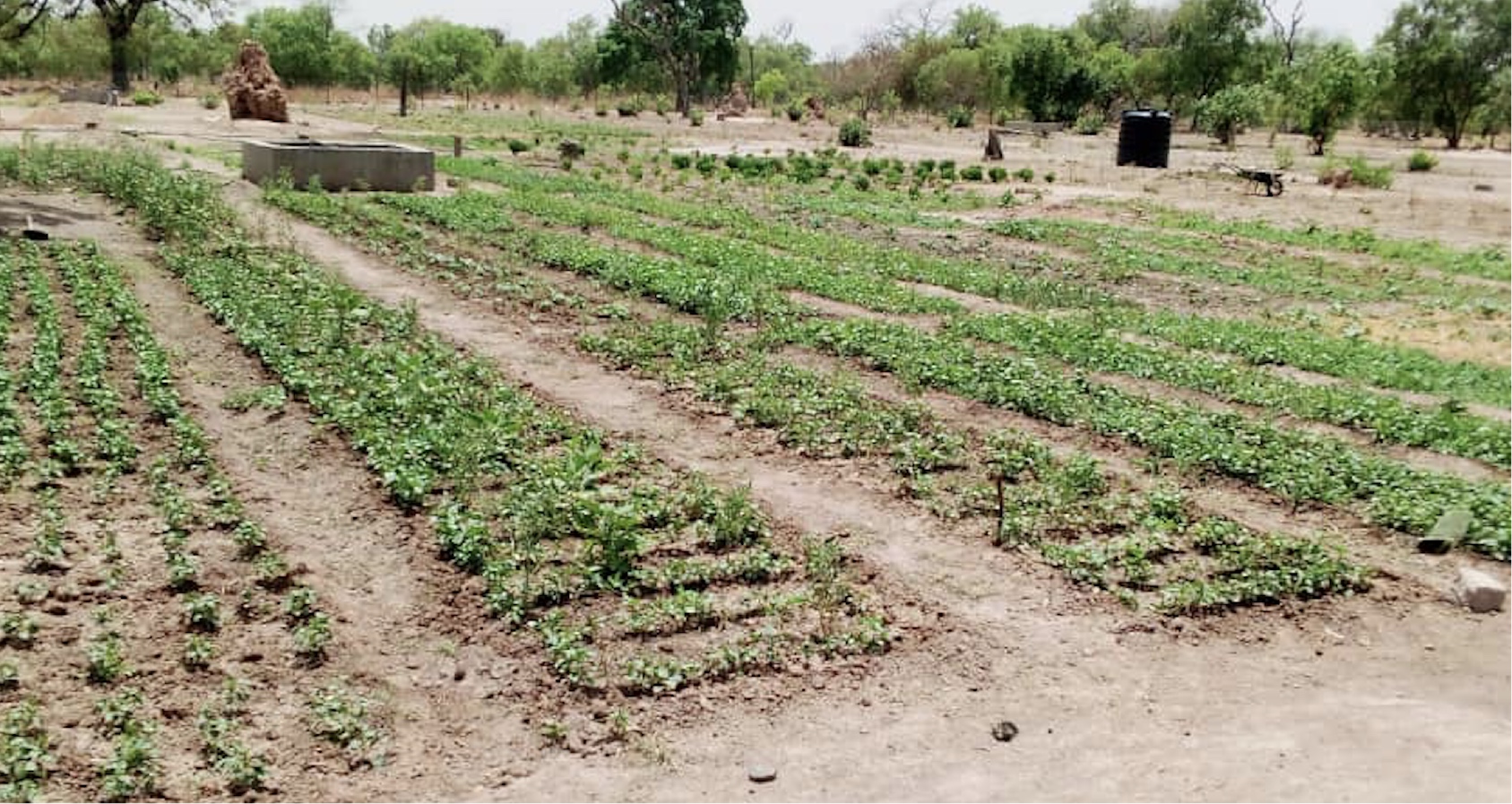 People in Senegal have transformed their land.