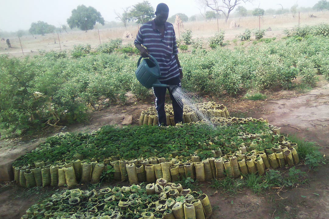 A man watering plants.