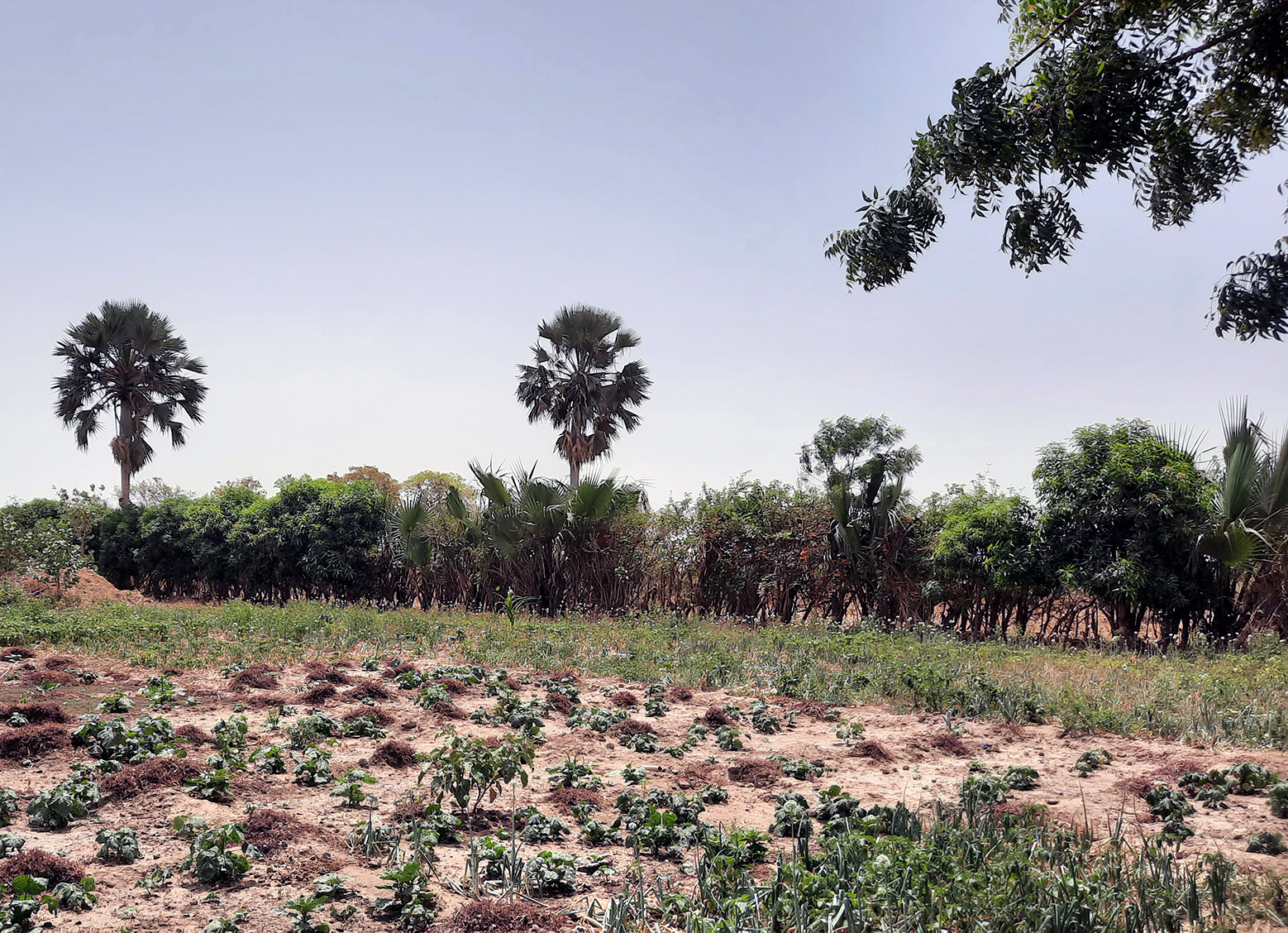 Emerging living fence encircles a young Forest Garden in Mali.