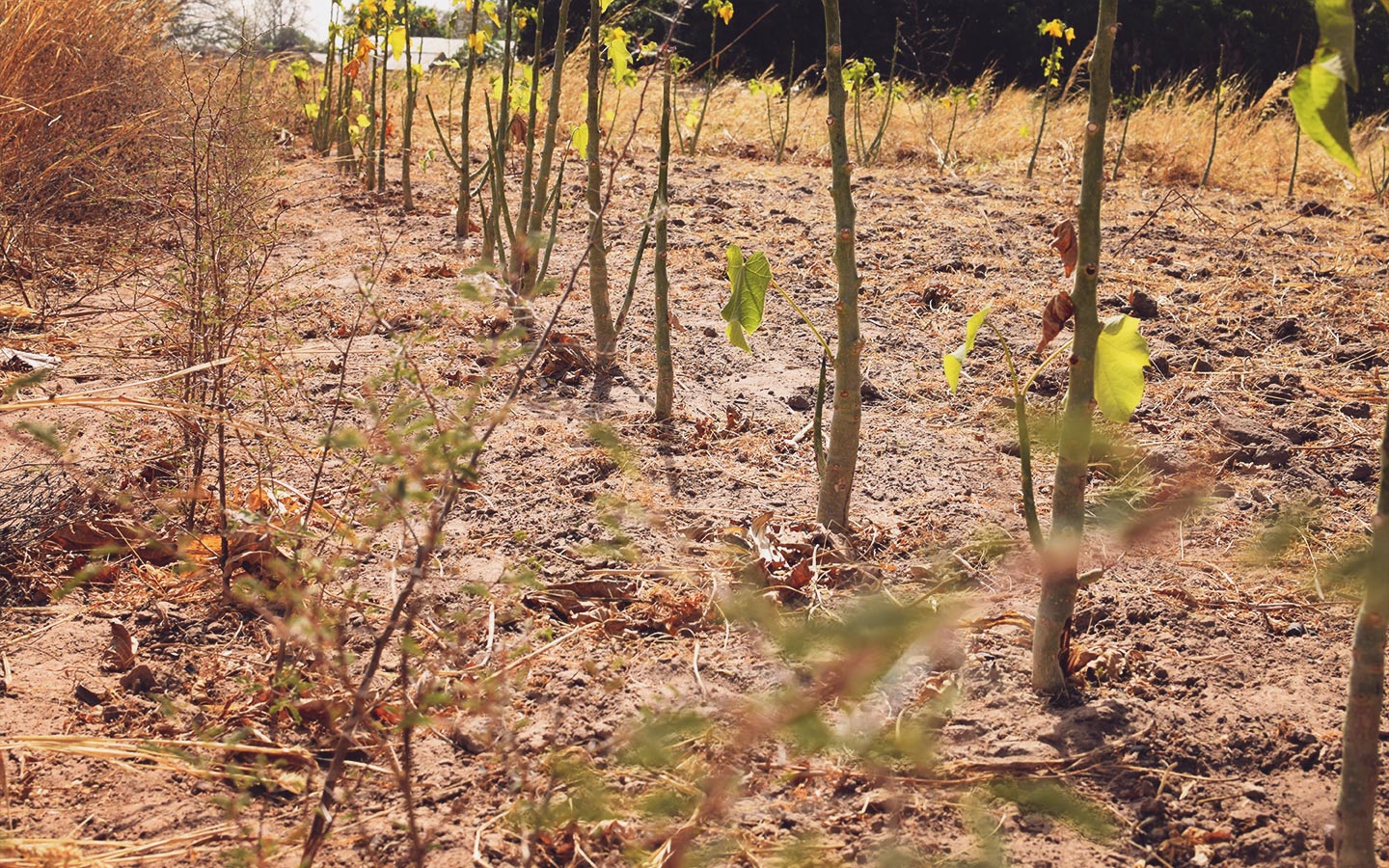 Mate Mbaye's promising field