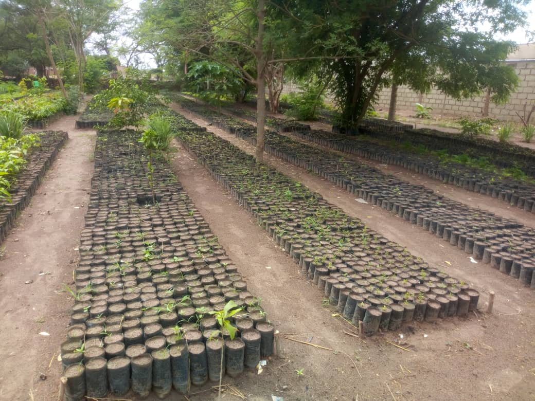 Plant it Forward nursery providing seedlings for farmers in the regenerative agroforestry program.