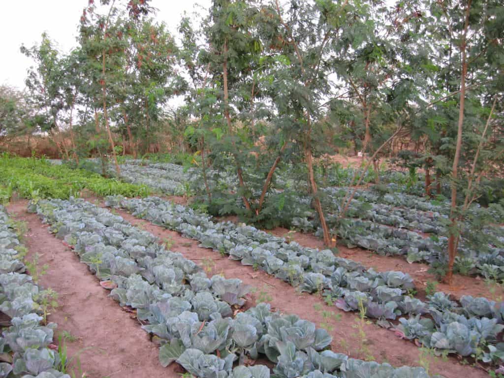 Cabbage and vegetable crops growing alongside trees in a Forest Garden.