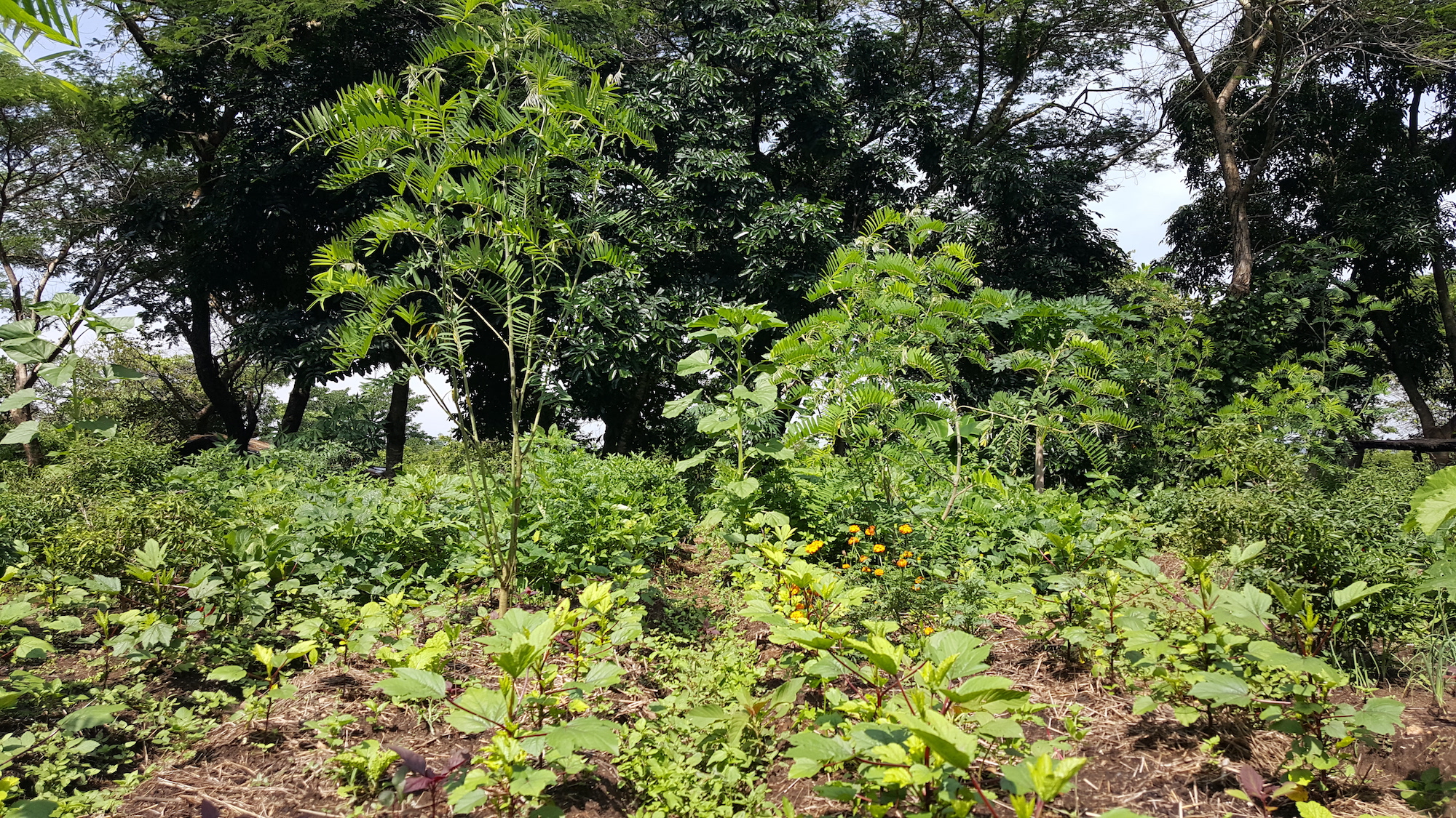 Mexican Coffee Bean Farms - part of Forest Gardens