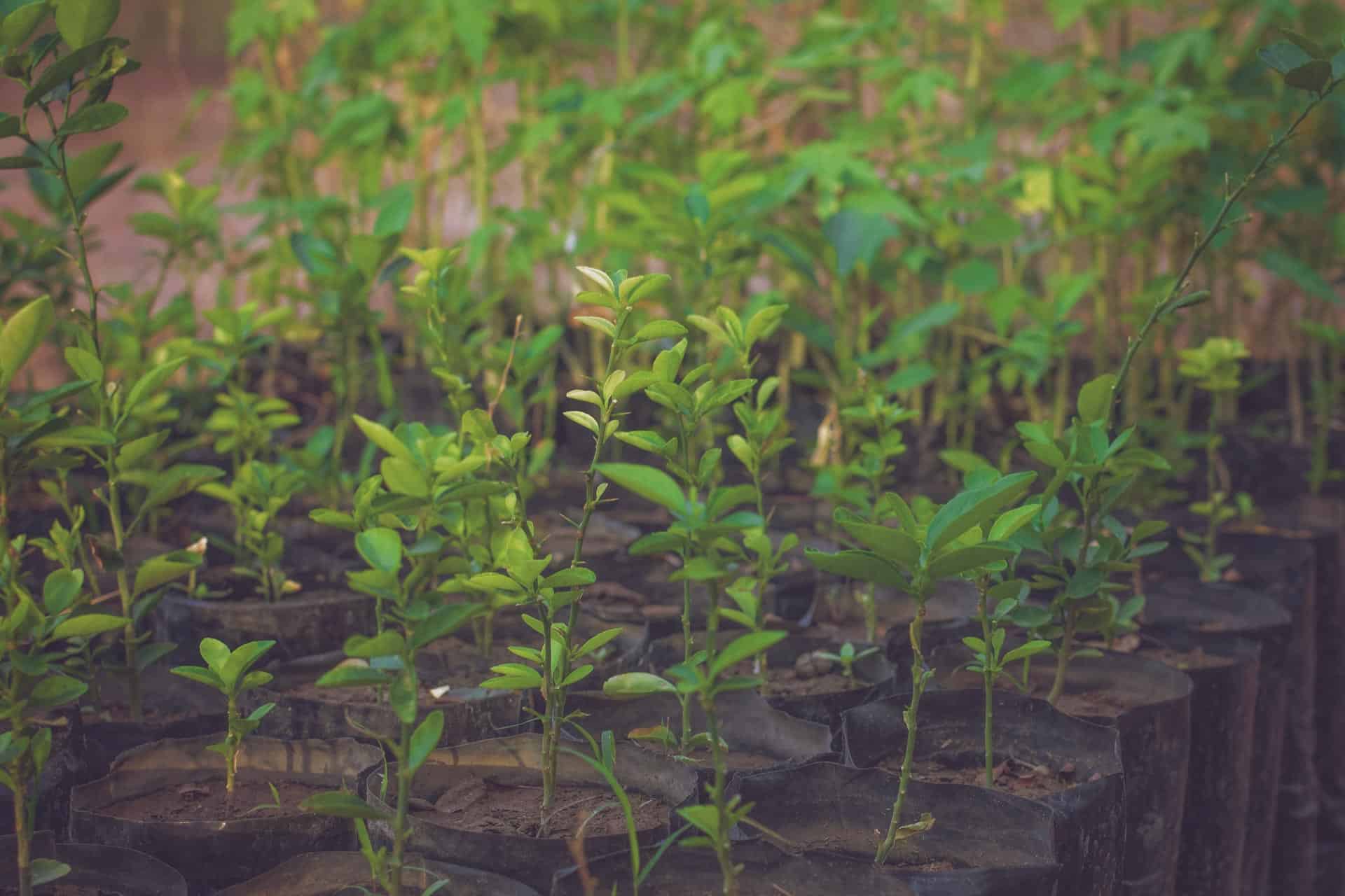 Plants planted by Senegalese farmers - Sustainable Development Goals