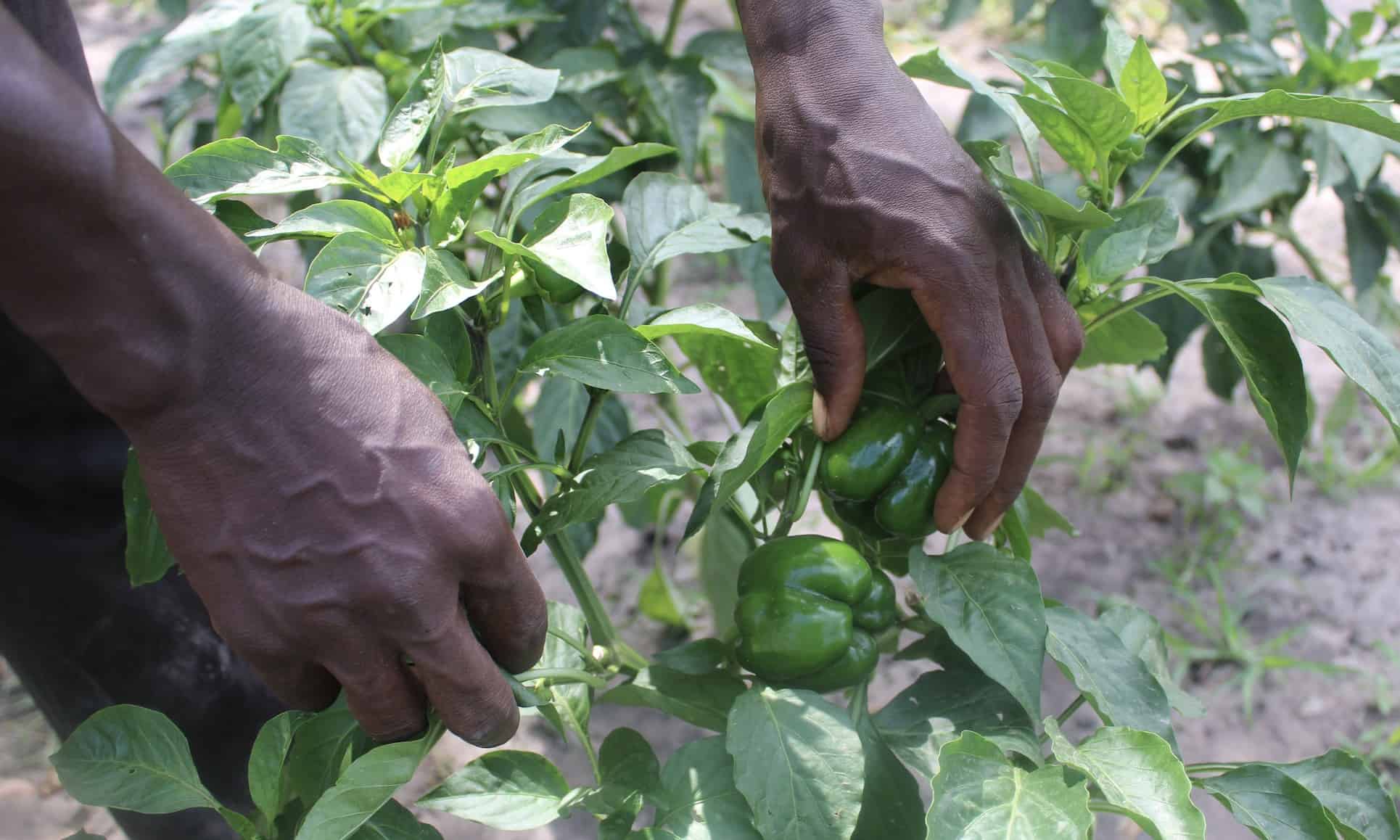 Close-up of hands harvesting green peppers in a thriving Forest Garden