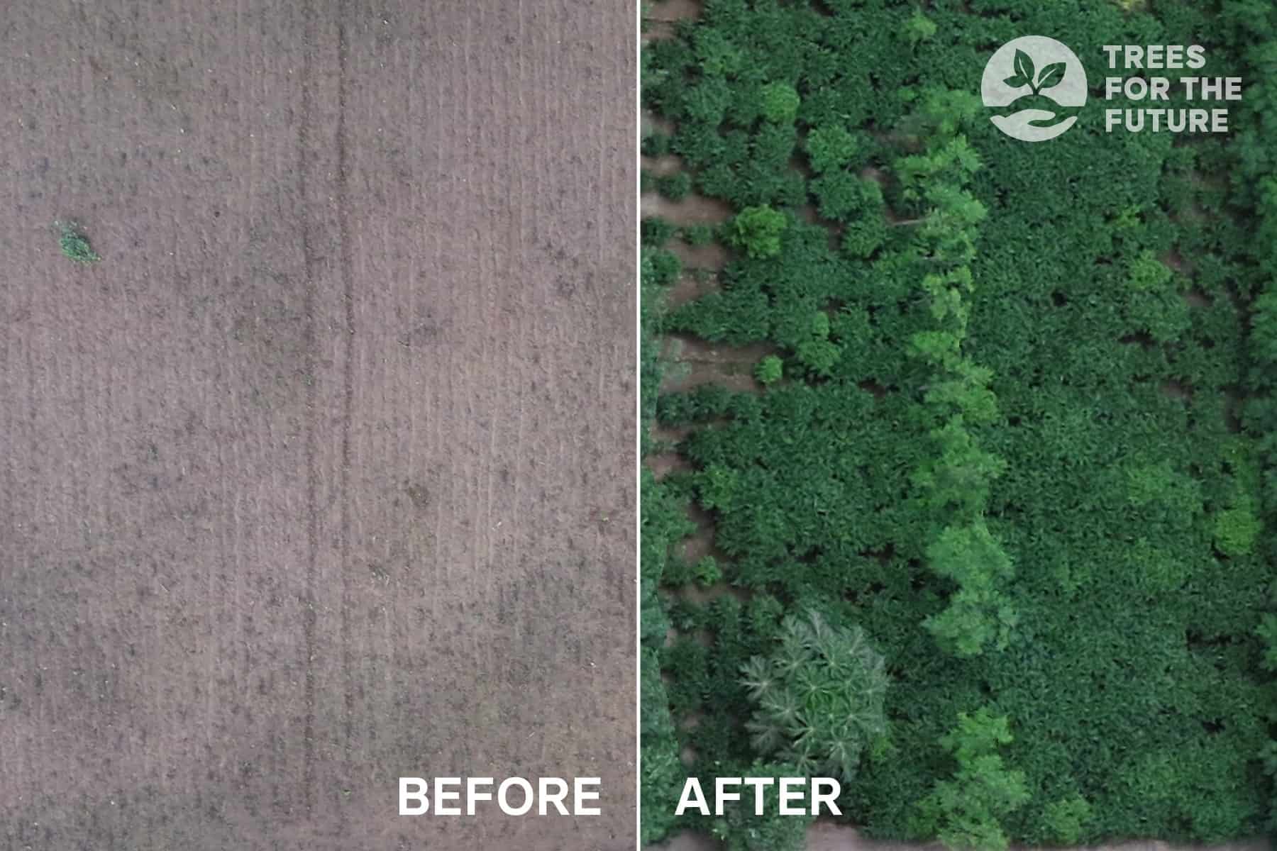 TREES Before after landscape showing agricultural development in Africa
