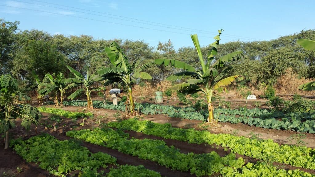 TREES Lush Forest Garden