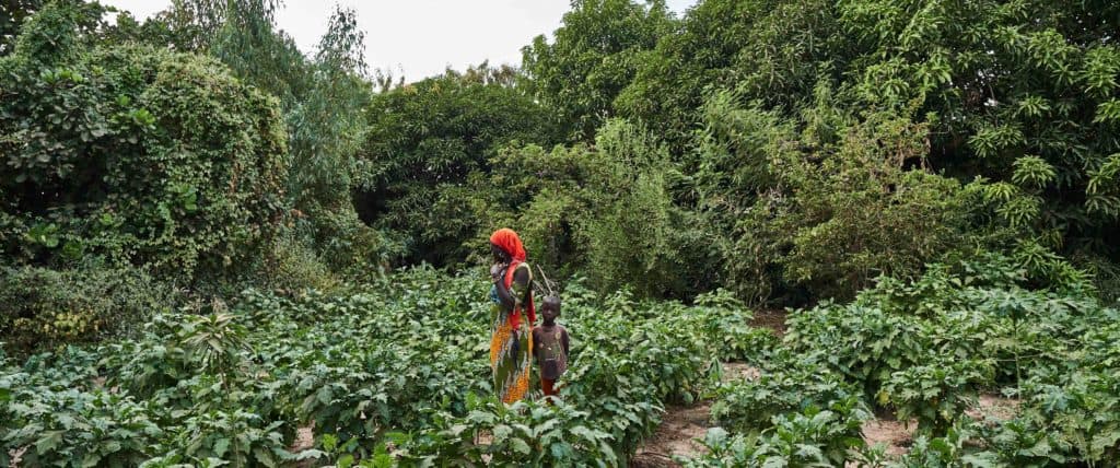 Farmer walking through a green crop field