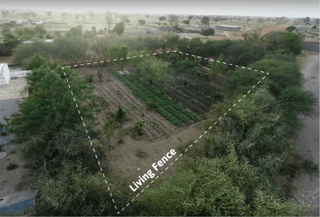 Aerial view of a thriving Forest Garden surrounded by a living fence.