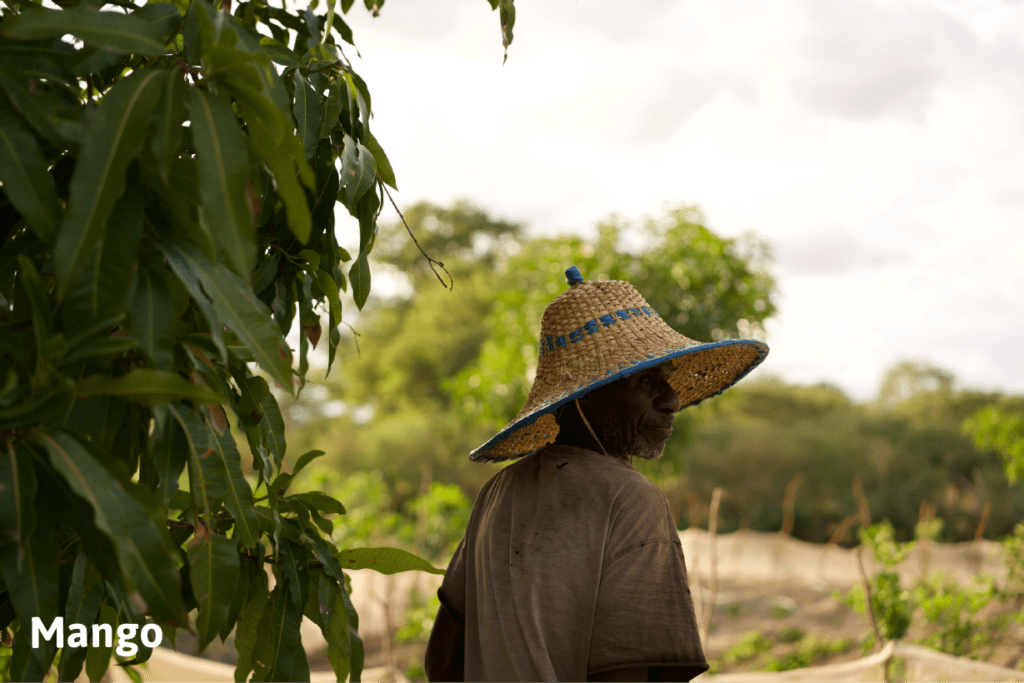 Farmer stands near a thriving mango tree in a Forest Garden.