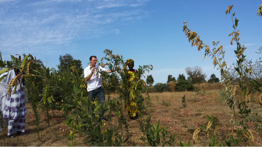 A member from the Trees for the Future with Mariama Ndao in her field