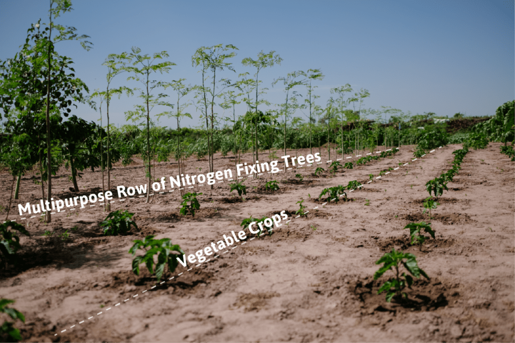 A row of nitrogen-fixing trees and vegetable crops growing together in a Forest Garden